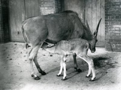 An Eland Antelope Feeding Its Young at London Zoo, 1920 by Frederick William Bond